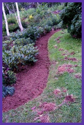 part of an edging job along bed with Japanese Maple & Rhodies