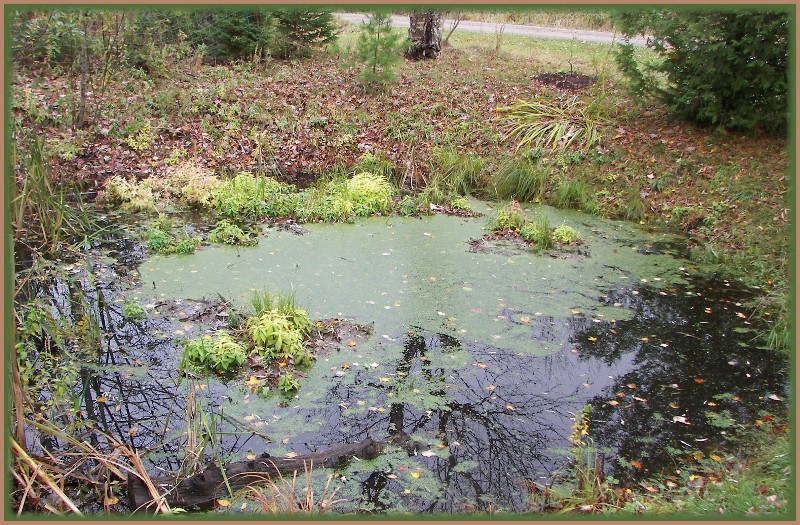 pond after rain Oct21