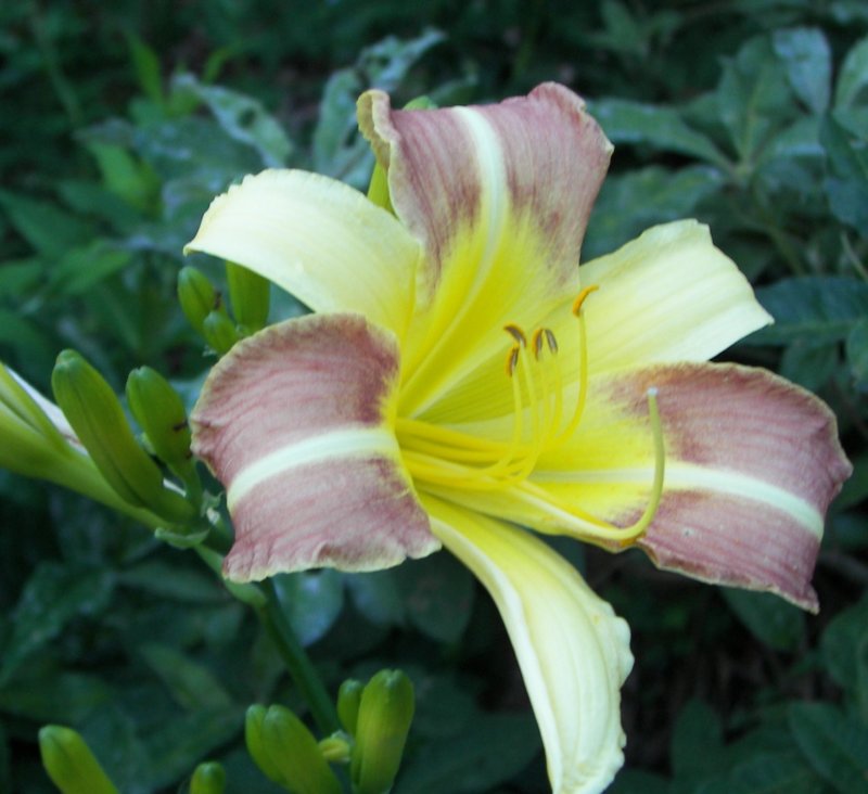 unknown2tonedaylily.jpg