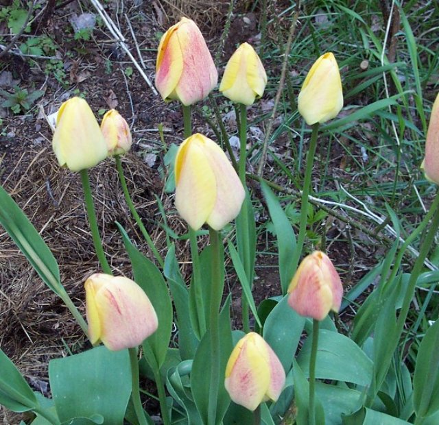 groupblushtulips.jpg