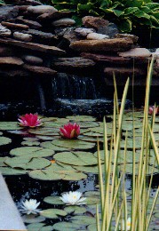 Chisholm's pond with water lilies