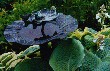 Brenda's bird-bath and Hostas