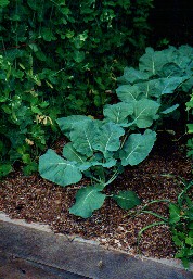 One of Jean-Luc's garden beds with broccoli looking very happy.