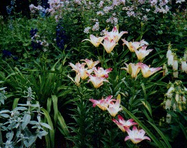 Lilium 'Lollipop' with Campanula punctata