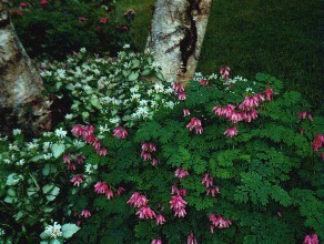 One of Kay's shady areas with Lamium and Fringed Bleeding Heart