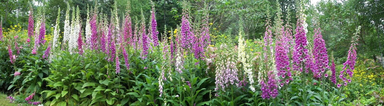 foxgloves Holland