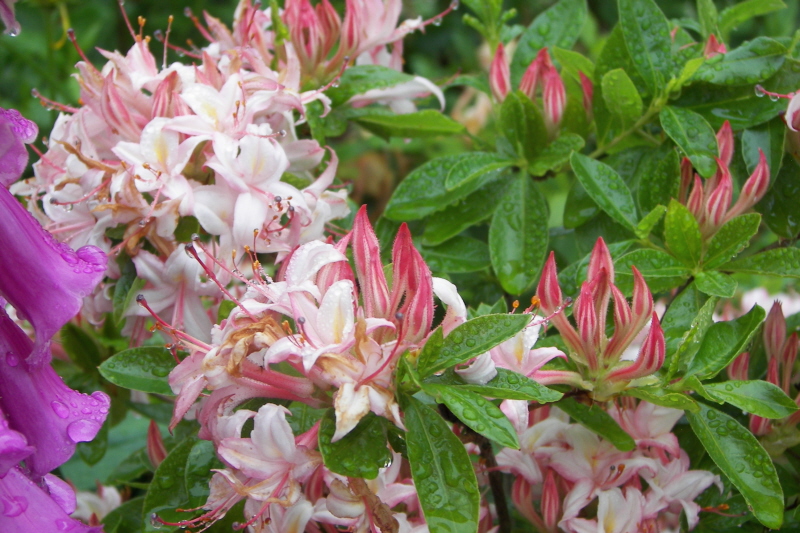 arborecens cross azalea