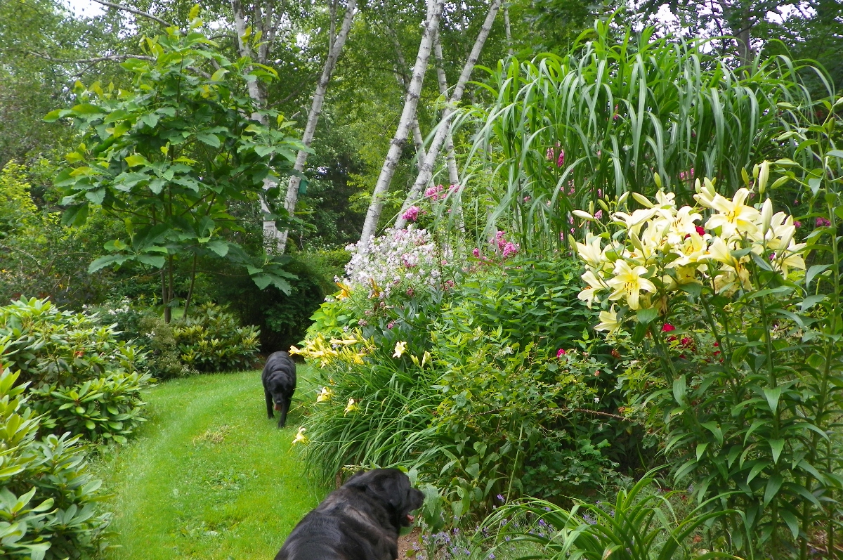 beech bed edge