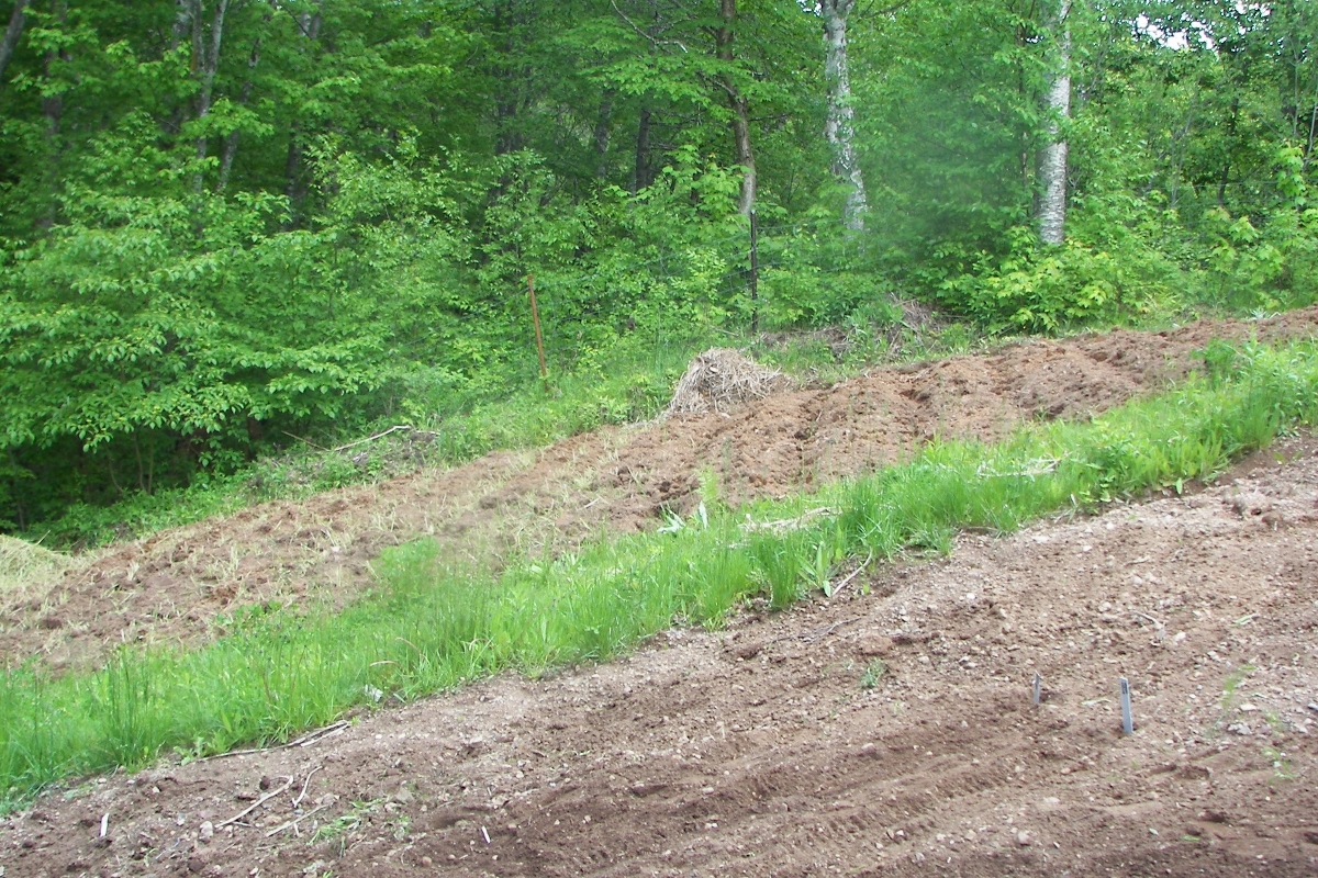 hillside potatoes 2010