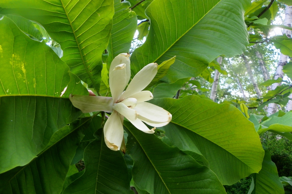 Magnolia tripetala