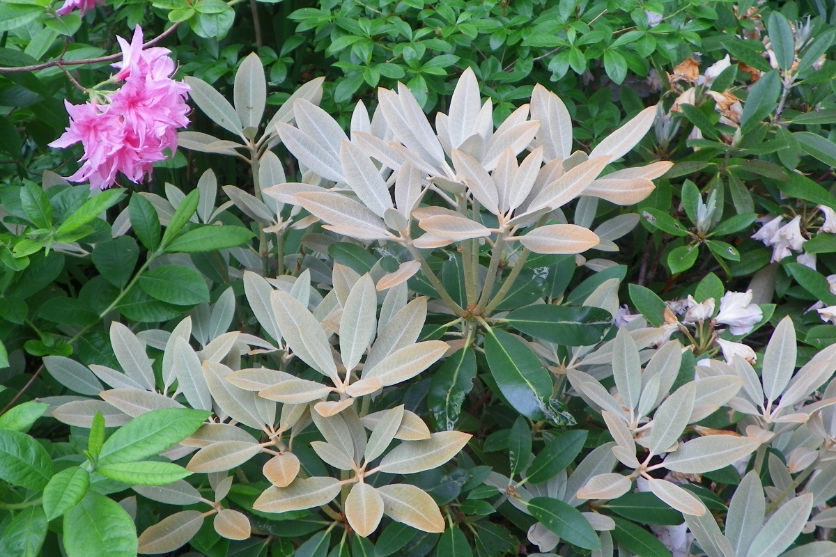 rhodo pachysanthum cross