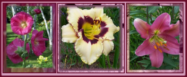 Hollyhock, Daylily 'Can. Border Patrol', Lily'Barbaresco'