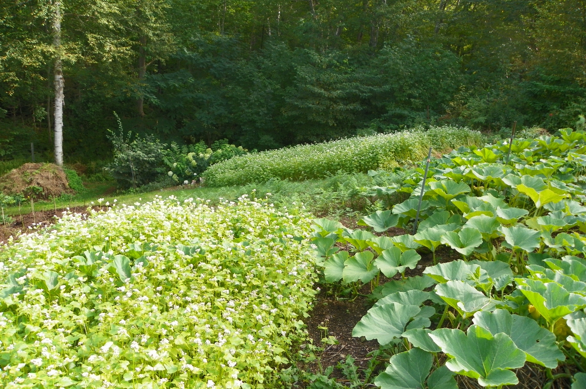 buckwheat_squash