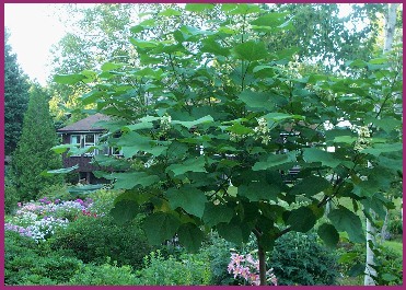 chinese catalpa