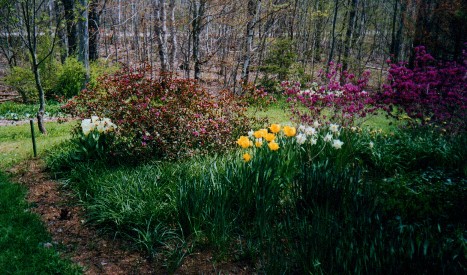 Rhodies PJM & 'April Rose'/ Right click & 'view image ' will improve some images