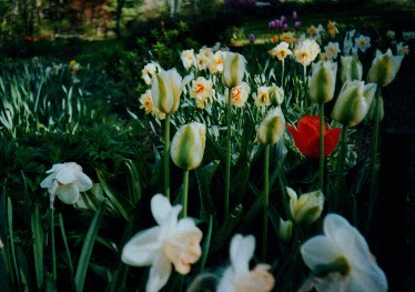 tulip 'Spring Green' & company