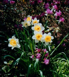 Narcissus 'Stradivarius' with Rhodie 'PJM'