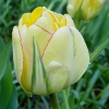 tulip Akebono