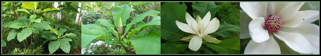 Magnolia tripetala