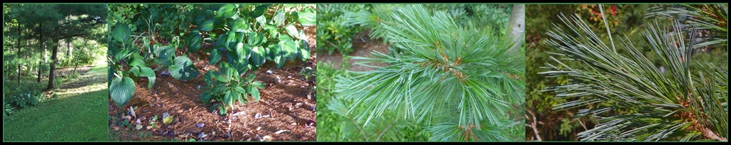 pines along gulley