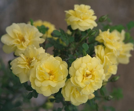 Rose 'Harrison's Yellow'