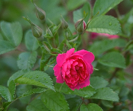 Rose 'Red Grotendoosrt'