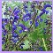meadow sage -Salvia pratensis