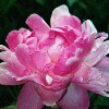 seedling peony aka' Pink Swan'