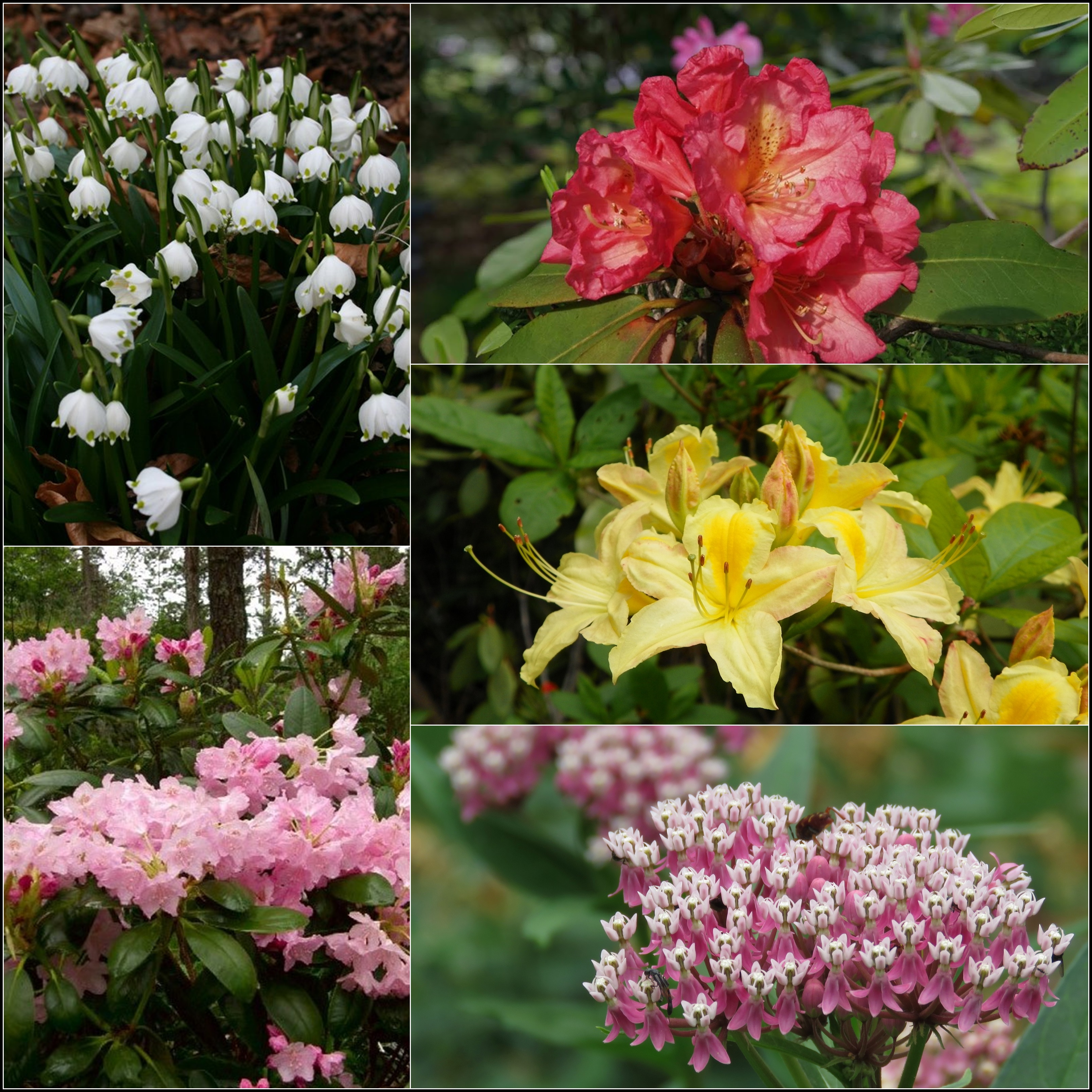 Rhododendron Growing