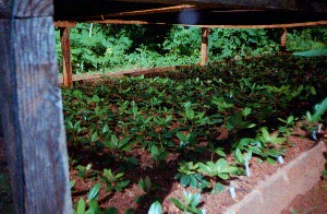 Seedlings under Shade, summer 2000